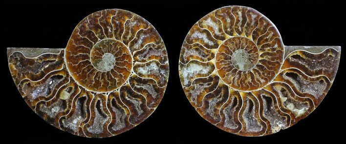 Polished Ammonite Pair - Agatized #59444
